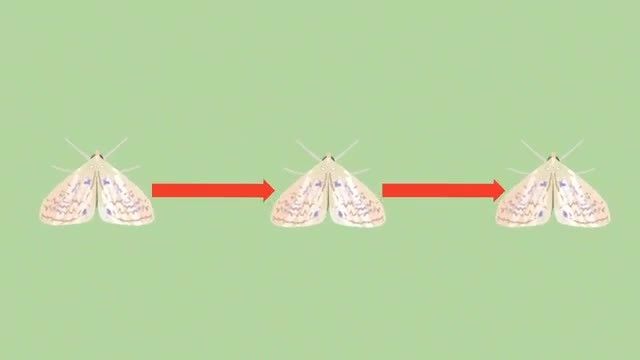 Insects Multiplying Insect Growth and Breeding - Kidzovo