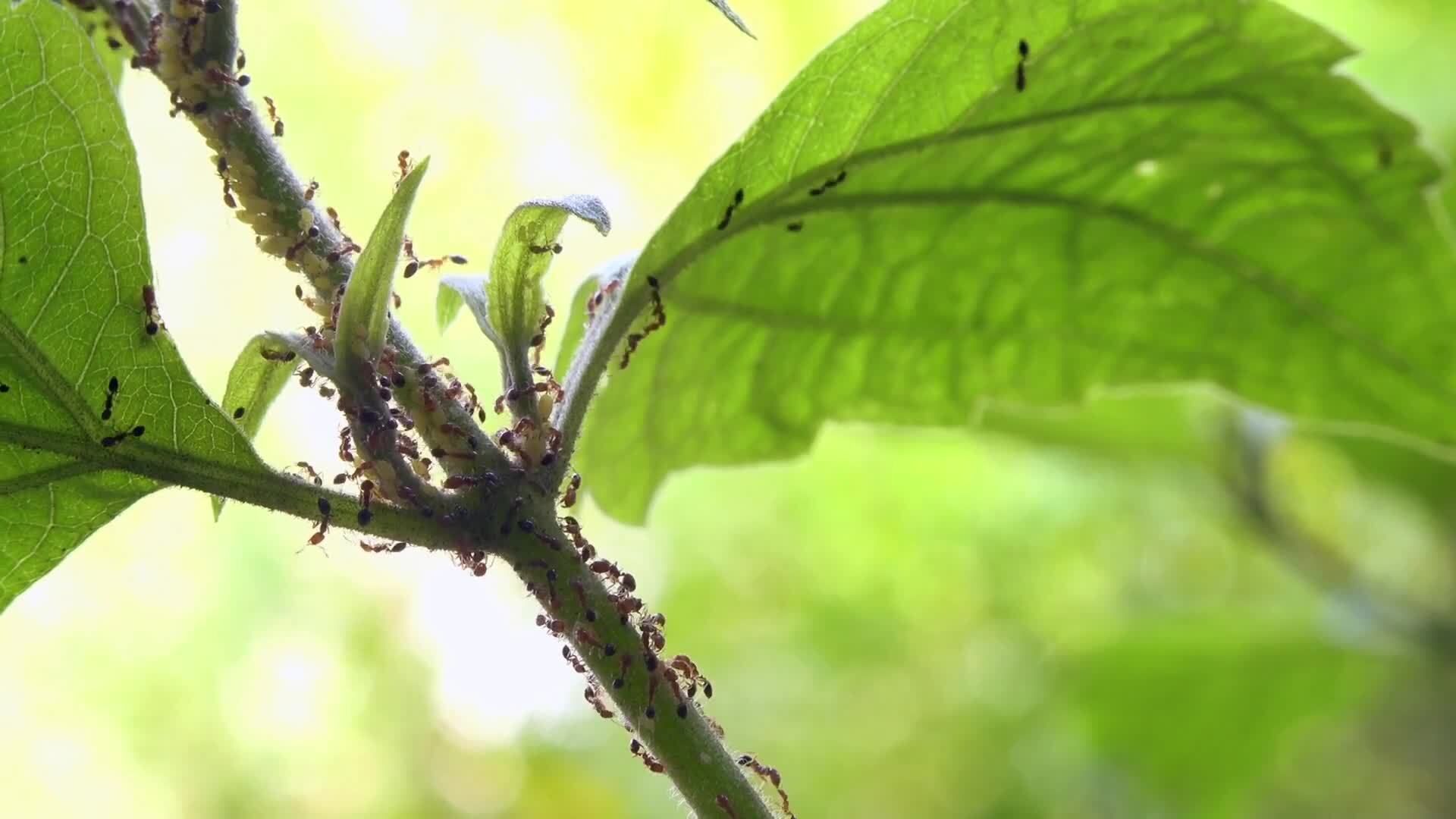 The Inner Workings of an Ant Colony: Roles, Responsibilities, and ...