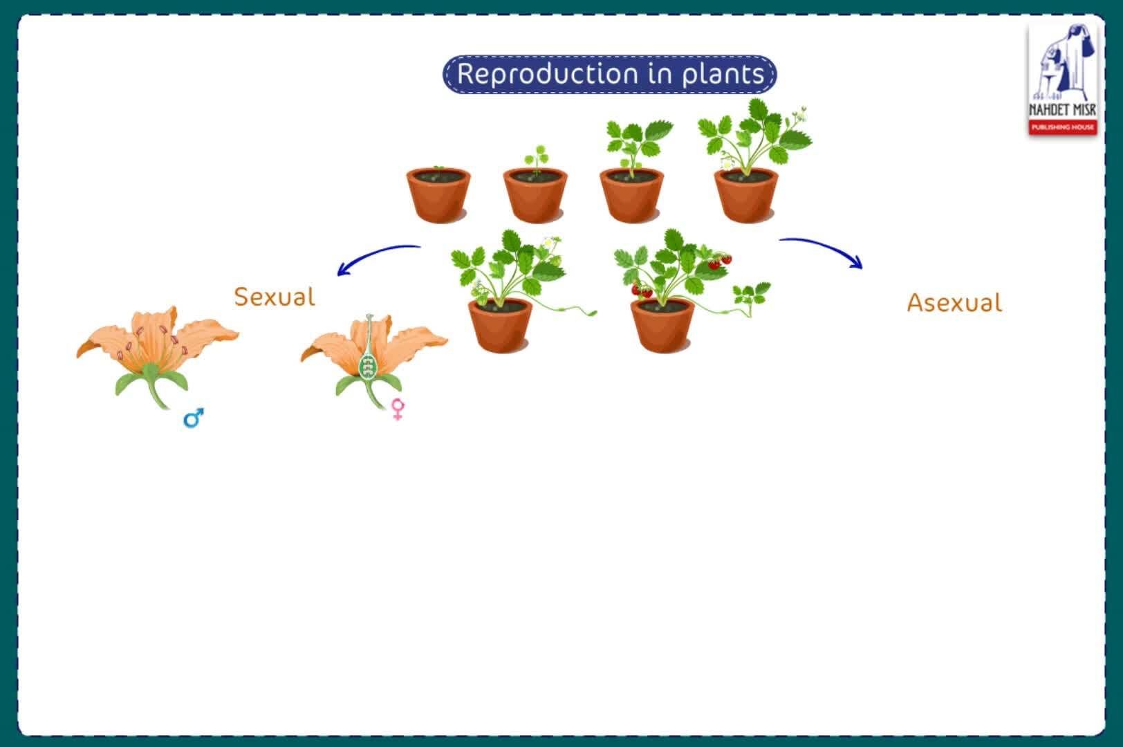 Reproduction and Continuity of Species: Reproduction in Plants - Kidzovo
