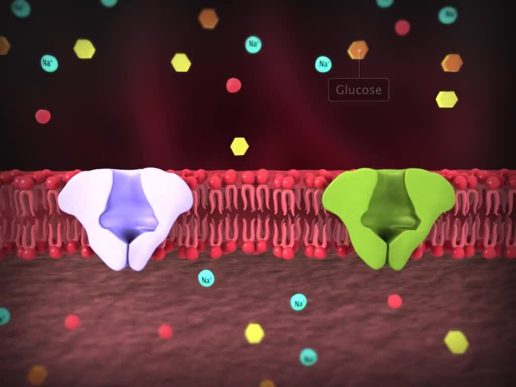Digestion and Absorption of Food - Kidzovo