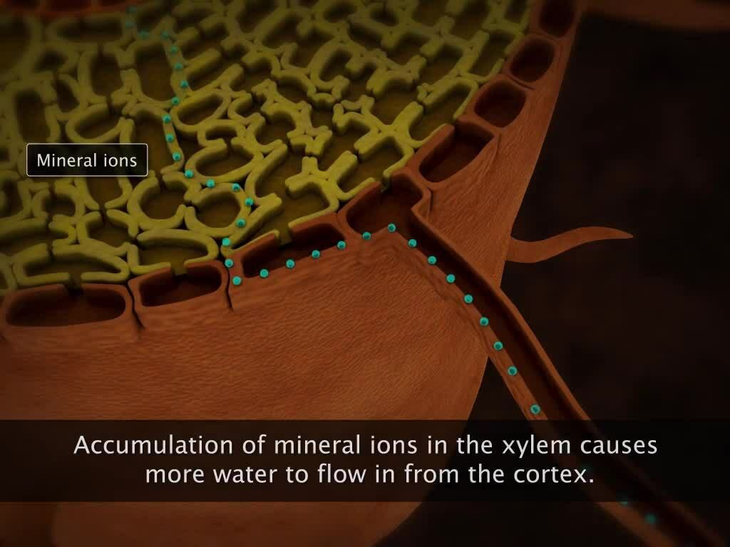 Transport of Water in Plants - Kidzovo