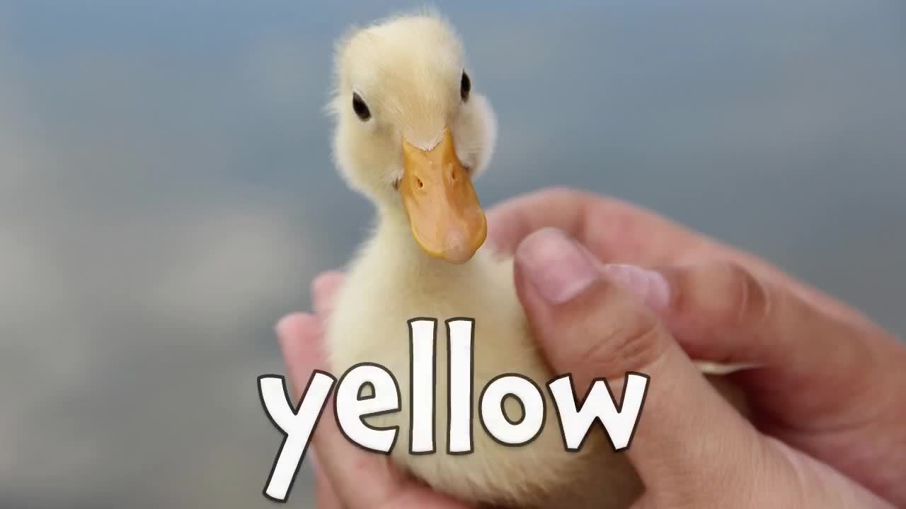 Animal Colors! Learning Colors for Kids - Kidzovo