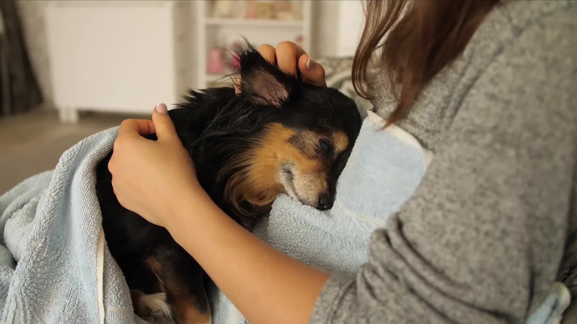 Paws and People: The Multifaceted Roles of Dogs in Human Society - Kidzovo