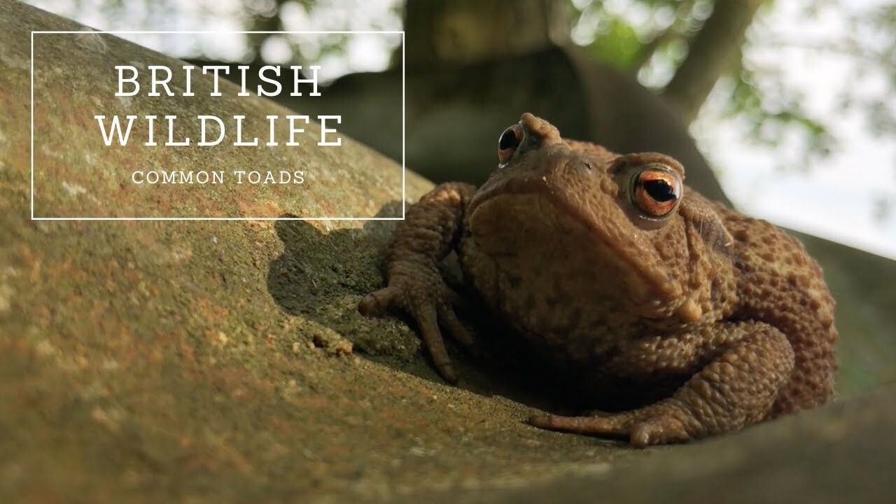 Common Toads: The Complete Guide - Kidzovo