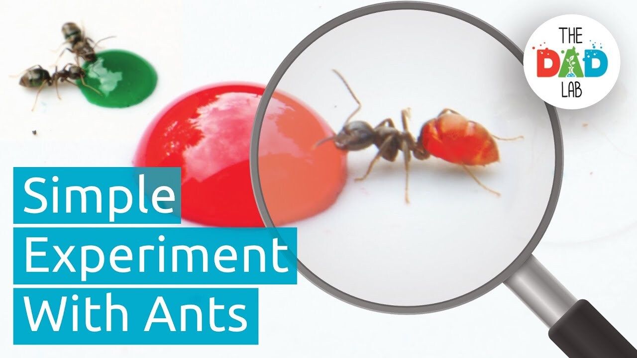Science Experiment: Changing Ants' Colours - Kidzovo
