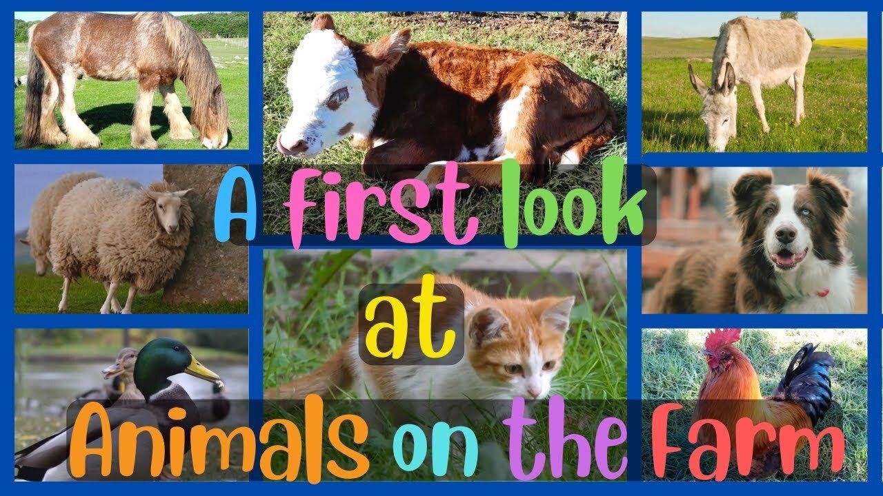 Learn About Farm Animals - Kidzovo