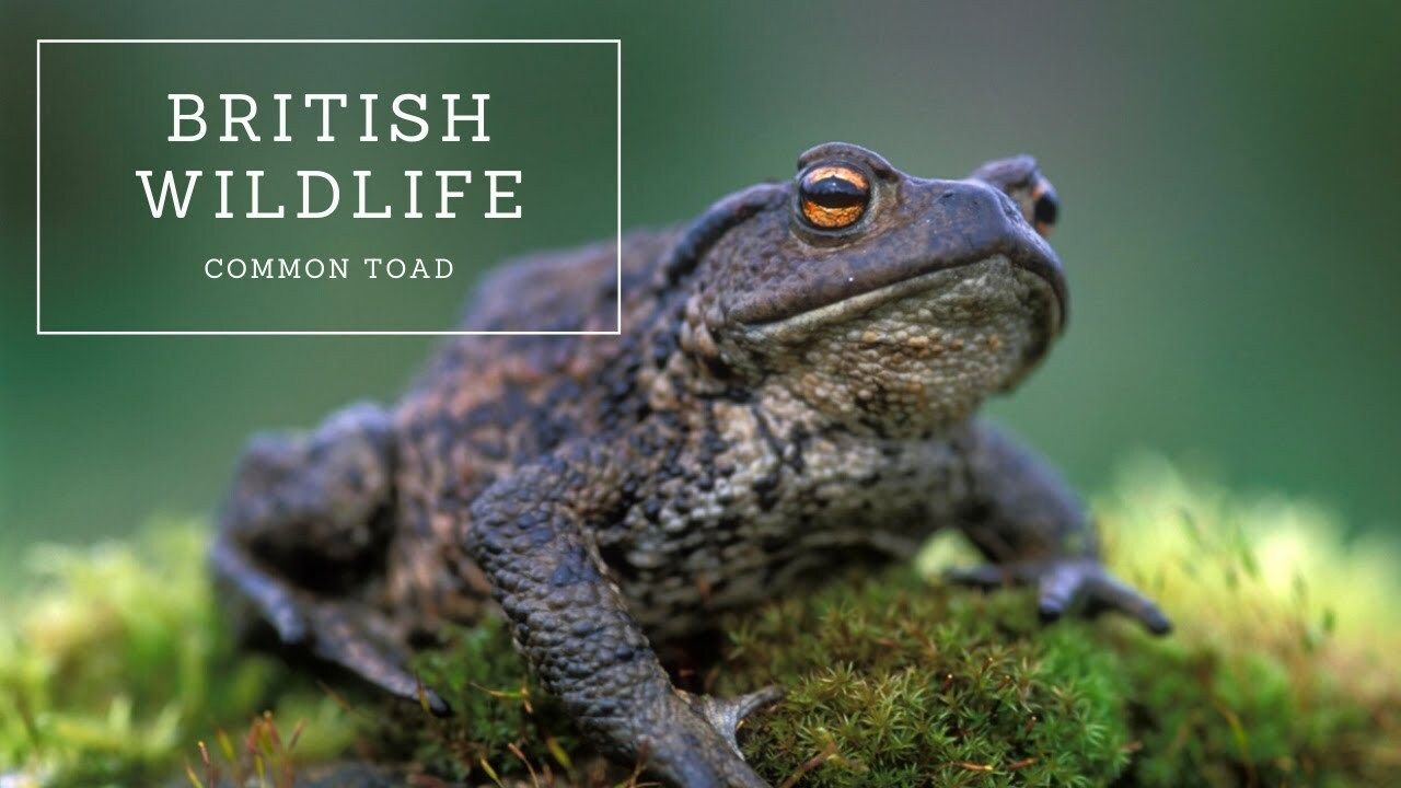 British Wildlife: Common Toad - Kidzovo