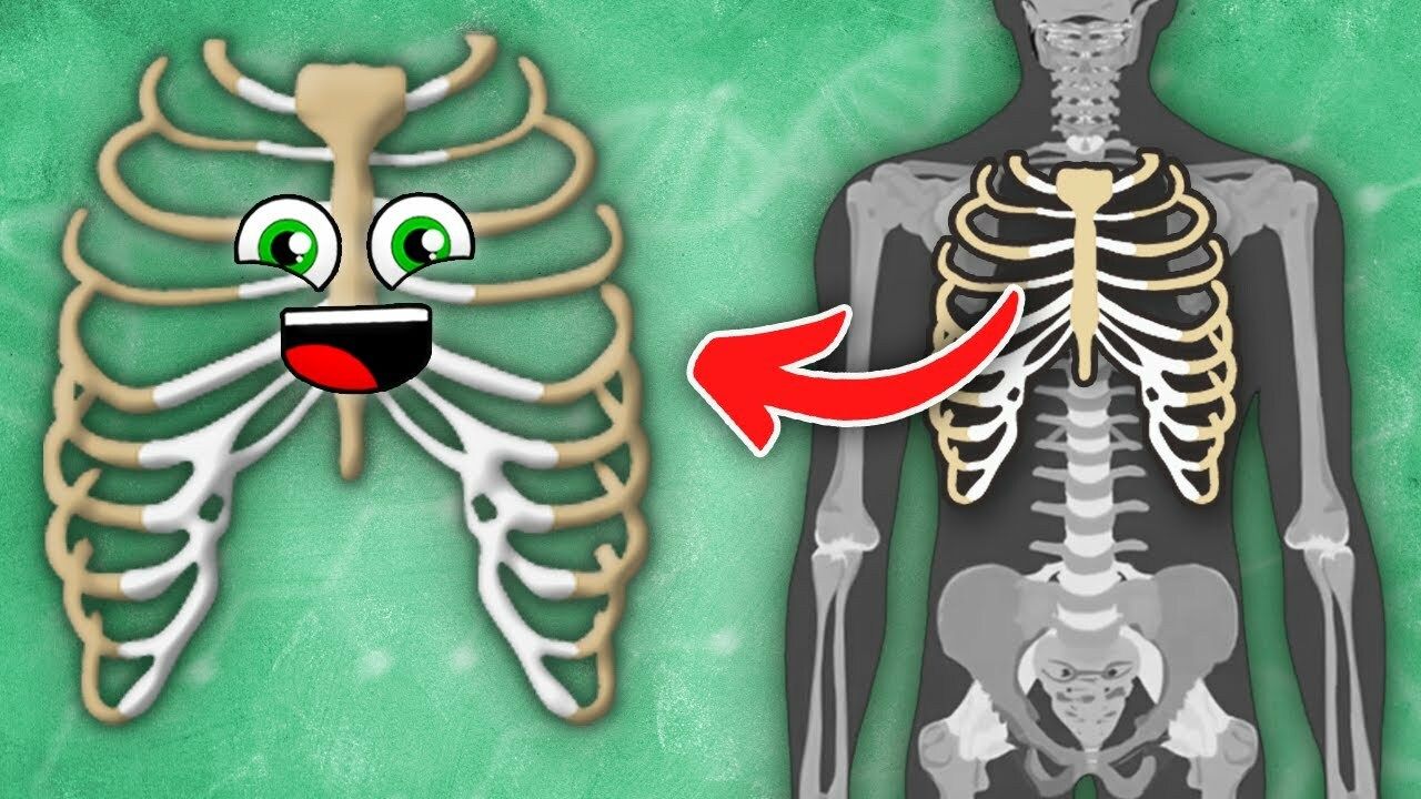 I Am YOUR Rib Cage! | Human Rib Cage Song | KLT Anatomy - Kidzovo